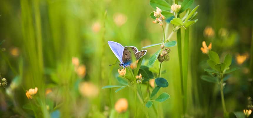 Improving-Biodiversity-in-Haarlem We provide impactful solutions